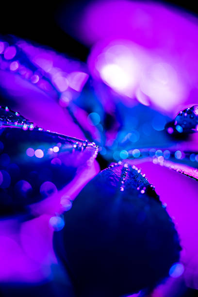 istock macro background with blue schefflera leaf with purple drops 996026130