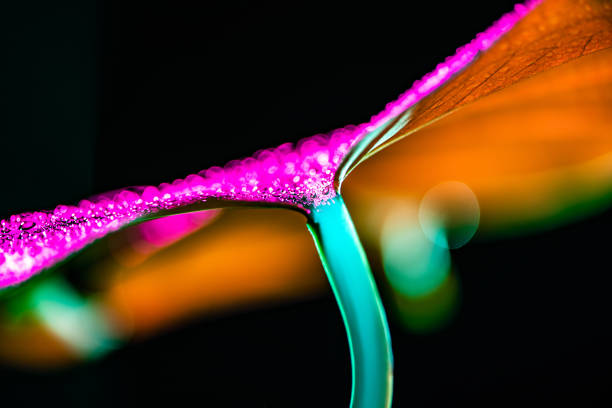 istock toned image of tropical leaf with water drops, isolated on black 996027144
