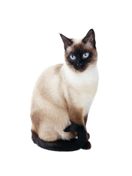 siamese cat isolated on white beautiful siamese cat isolated on white background shorthair cat stock pictures, royalty-free photos & images