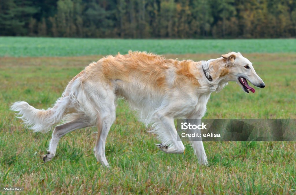 Ruský vlkodlačí pes - Bez autorských poplatků Anglický chrt - Ohař Stock fotka