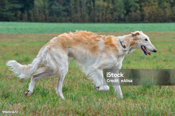 Stock fotografie Ruský Vlkodlačí Pes – stáhnout obrázek nyní - Anglický chrt - Ohař, Barzoj, Bílá
