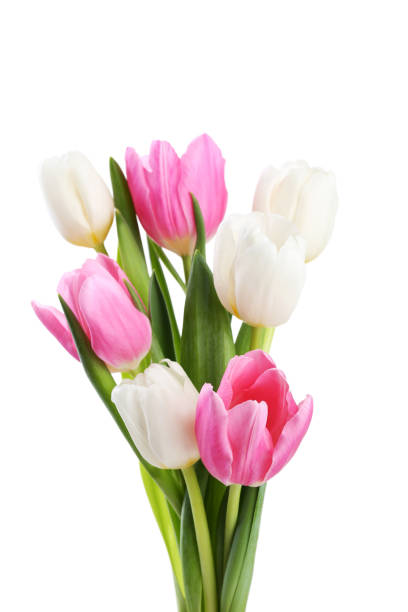istock Bouquet of tulips isolated on white background 996046076