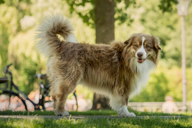 istock A mini Australian Shepherd during a walk in the park 996048290