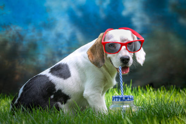 istock Happy dog lying on grass and feels warm with sunglasses and lemonade 996048456