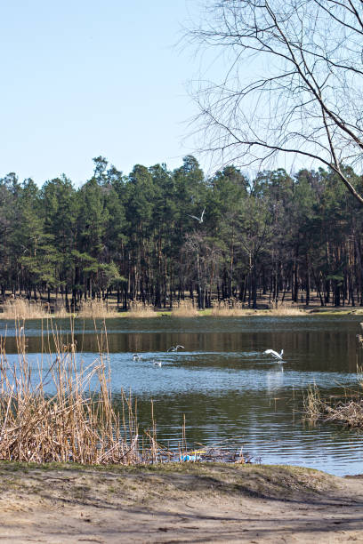 istock Lake in the forest in the spring. 996053484