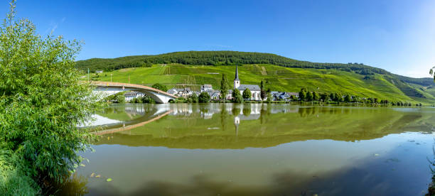 istock growing vine in the vinyard in Moselle valley 996054736
