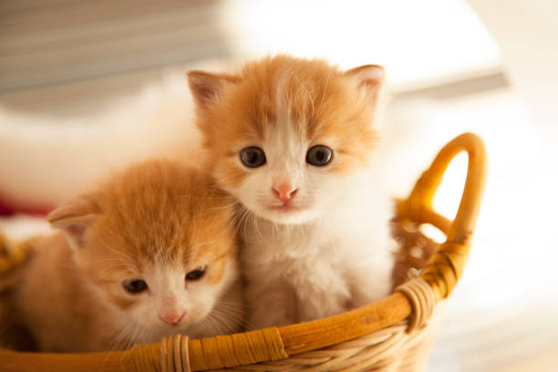two small ginger kitten in the basket in home.small ginger kitten on background of old wooden boards.