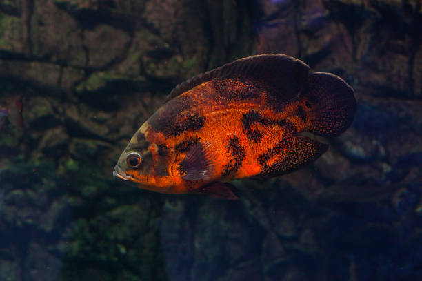 istock Oscar fish floating in the aquarium. 996065138