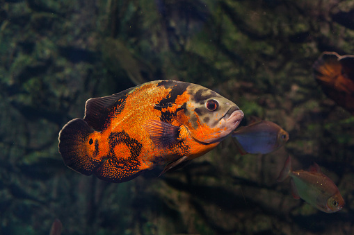 Bright oscar fish floating under the water.