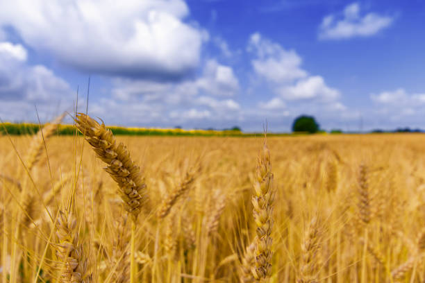 istock Wheat field close up with white clouds and blue sky 996065276