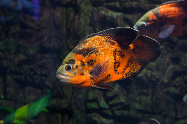 istock Astronotus ocellatus close up. 996067390