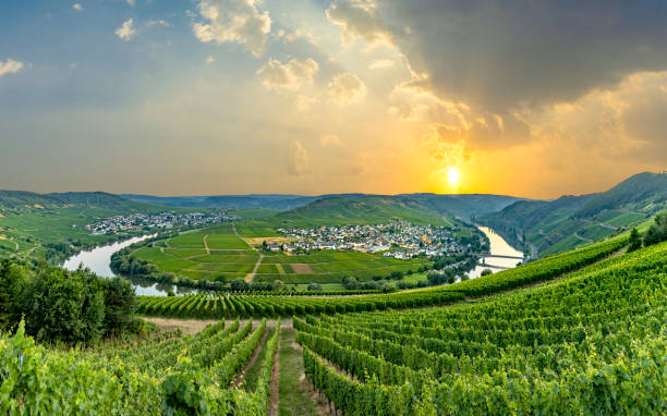 famous moselle sinuosity at  Leiwen called Zummet hights in morning light