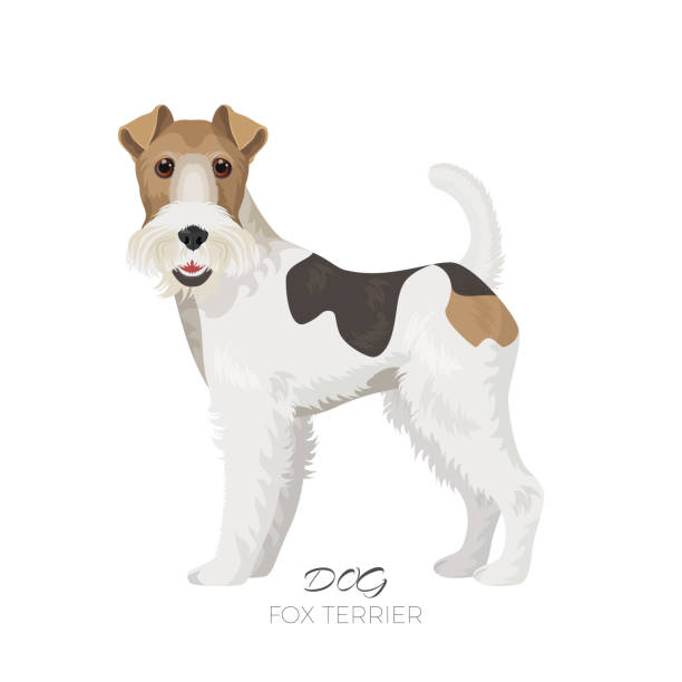 ilustrações, clipart, desenhos animados e ícones de fox terrier isolada em cão de raça pura de pano de fundo branco - fox terrier