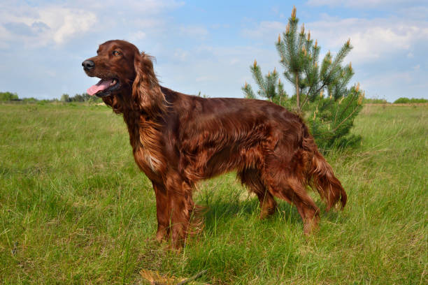 Irish setter Irish setter standing on a green grass field irish setter puppy stock pictures, royalty-free photos & images