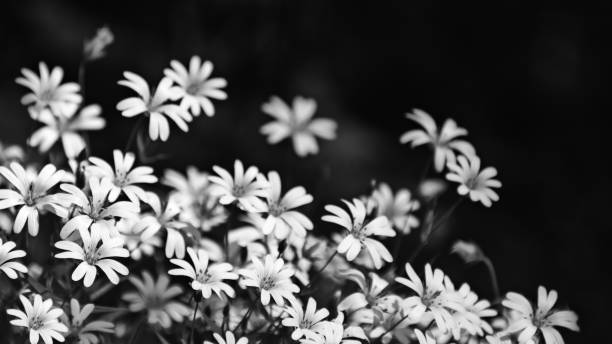 Beautiful chickweed flowers in black and white. Stellaria graminea Romantic floral background. Abstract artistic close-up of blooming wild herbs. Tranquil melancholy scene. Common starwort, grass-leaved stitchwort, holostea. funeral photos stock pictures, royalty-free photos & images