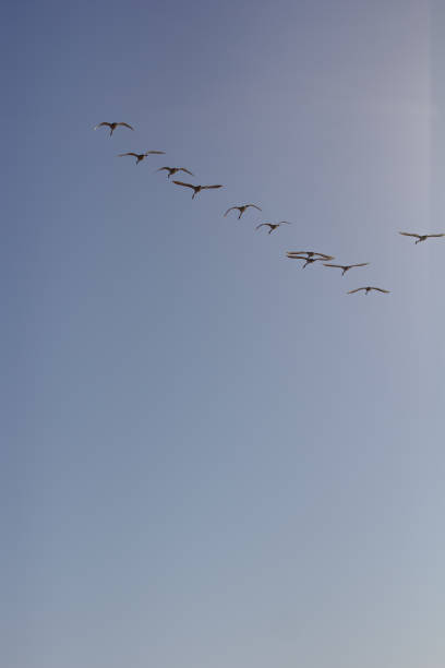 istock Tundra Swans in Flight 996084834