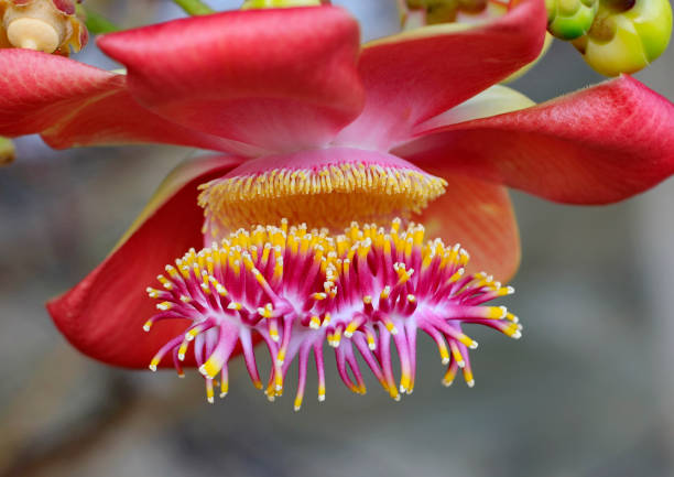 istock Cannonball tree is beautifully blooming on the tree. 996088444