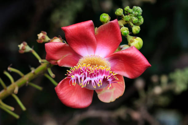 istock Cannonball tree is beautifully blooming on the tree. 996088470