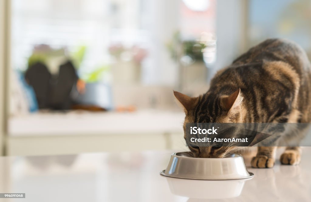 Beautiful feline cat eating on a metal bowl. Cute domestic animal. Domestic Cat Stock Photo