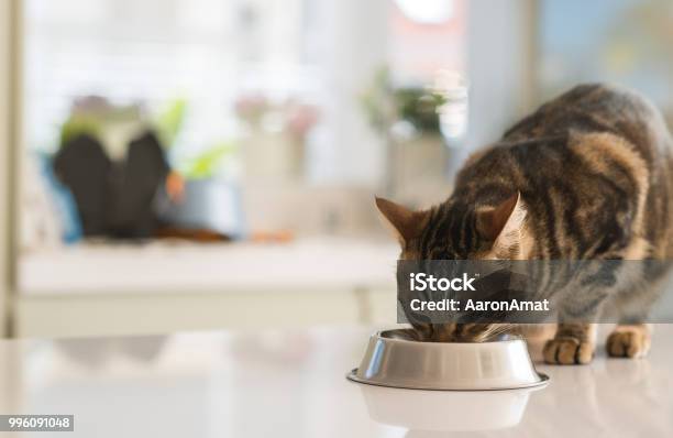 Beautiful Feline Cat Eating On A Metal Bowl Cute Domestic Animal Stock Photo - Download Image Now