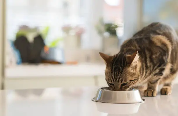 Photo of Beautiful feline cat eating on a metal bowl. Cute domestic animal.