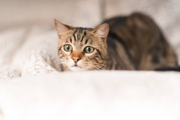 istock Beautiful domestic cat at home 996091404