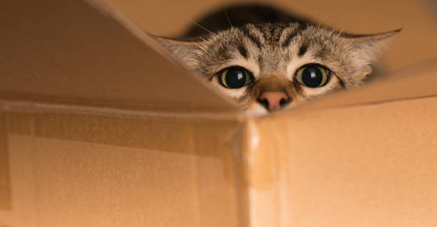 istock Beautiful cat playing hide and seek in a cardboard box 996091554