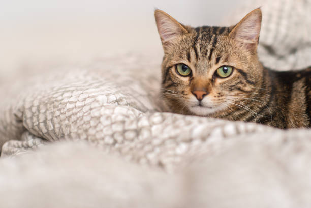 istock Beautiful domestic cat at home 996091570