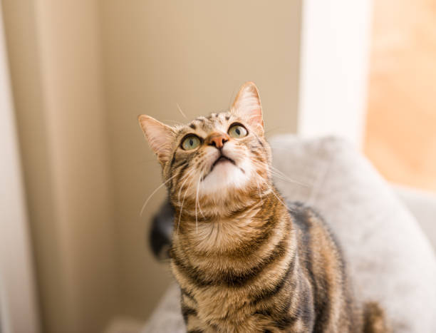 istock Domestic cat at home 996091586