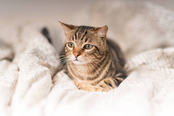 istock Beautiful domestic cat at home 996091600