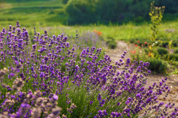 istock rural landscape with lavender bushes 996096872