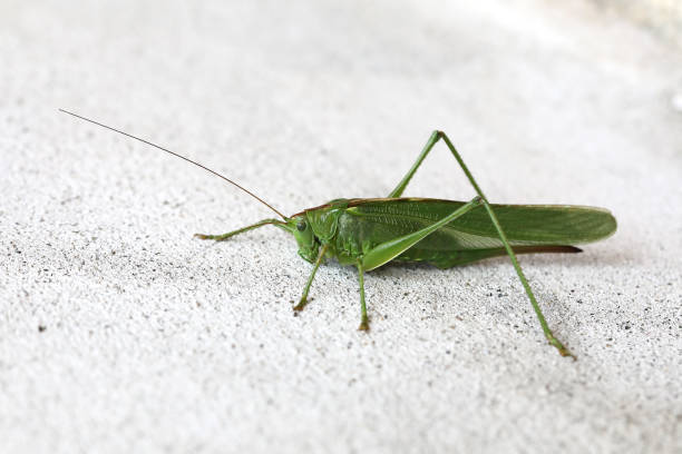 istock grasshopper, grasshopper
grasshopper, rasshopper 996104130