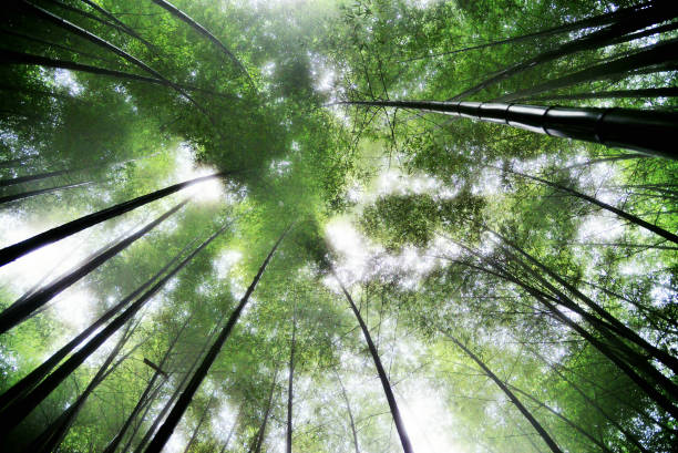 istock Mist shrouded the bamboo forest, the background 996105856