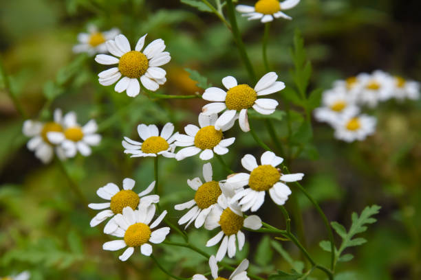 istock Wild chamomile field flowers background 996106298