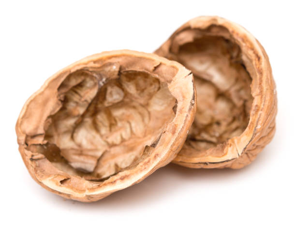 cáscara de nuez - walnut pod nutshell cross section fotografías e imágenes de stock
