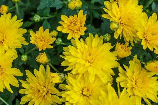 istock Yellow chrysanthemums on the Bush. 996109692