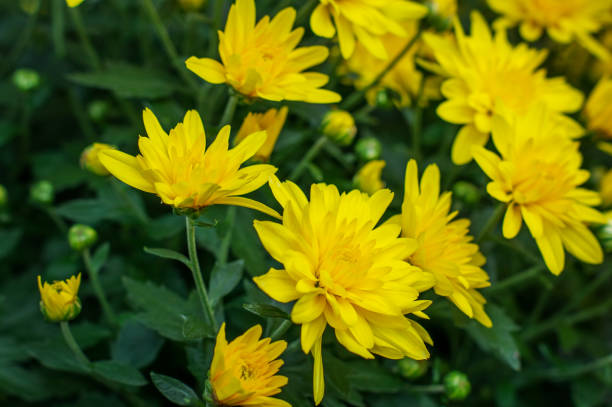 istock Yellow chrysanthemums on the Bush. 996109702