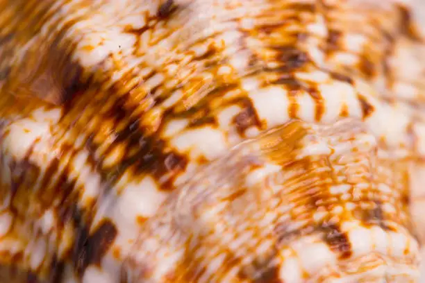 pattern on a sea shell. close up background