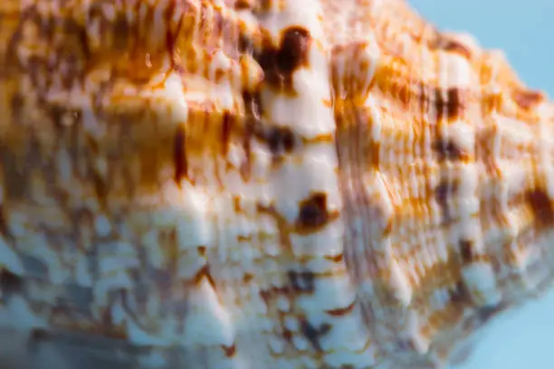 pattern on a sea shell. close up background
