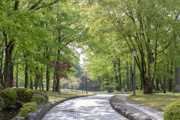 walkway with street lamp in garden. stock photo