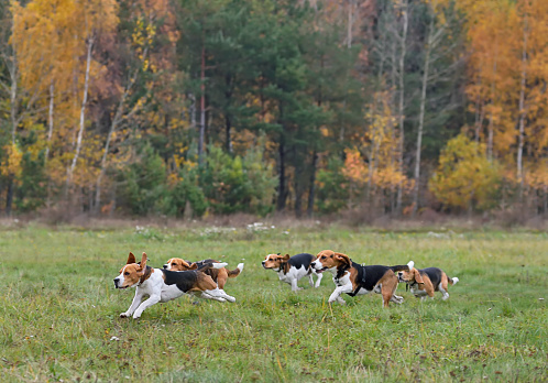 Happy beagles having a fun on a autumn backgraund