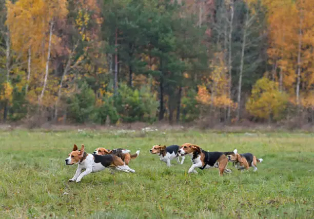 Happy beagles having a fun on a autumn backgraund