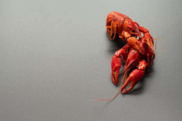 istock Crayfish red, Baby Lobster portrait on black background 996118090