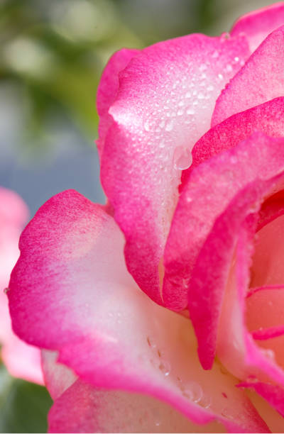 istock Pink rose closeup with water drops 996118608
