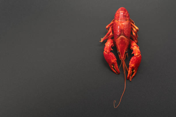 istock Crayfish red, Baby Lobster portrait on black background 996119078