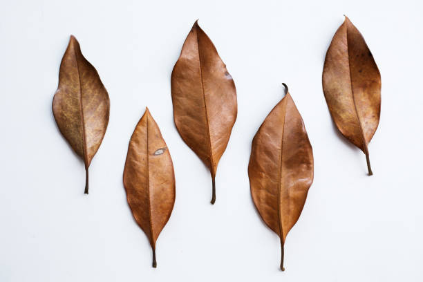 istock different size, shade and shape of yellow leaves 996126894