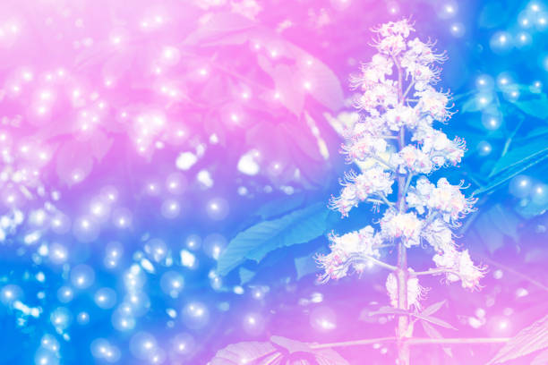 Bright and colorful flowers chestnut \