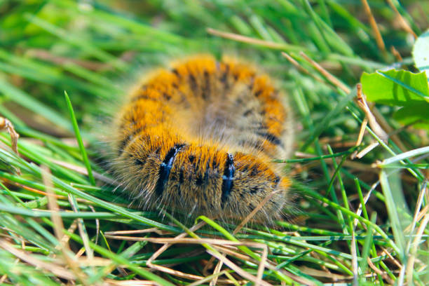 istock Macrothylacia rubi caterpillar in green grass 996128788