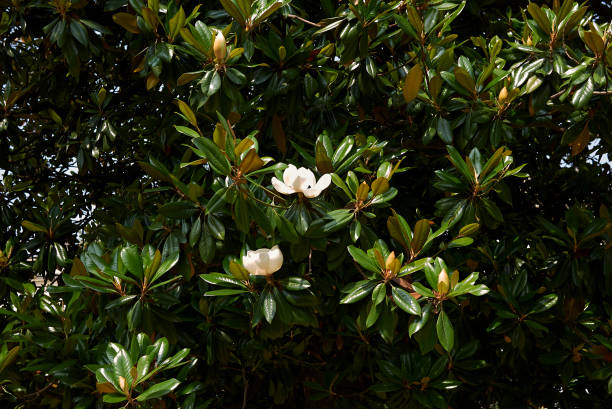 magnolia grandiflora - tree magnolia vibrant color close up fotografías e imágenes de stock