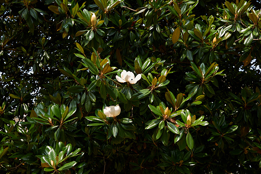 Magnolia grandiflora leaves and flowers